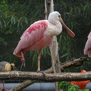 Roseate spoonbill (Platalea ajaja)