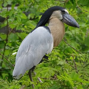 Boat-billed heron (Cochlearius cochlearius)