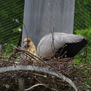 Black-faced ibis (Theristicus melanopis)