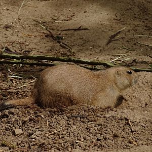 Black-tailed prairie dog (Cynomys ludovicianus)