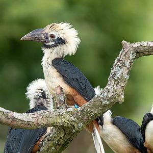 Visayan Tarictic hornbills, ZSL Whipsnade, UK