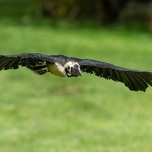 Visayan Tarictic hornbill, ZSL Whipsnade, UK