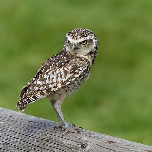 Burrowing owl, ZSL Whipsnade, UK