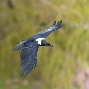 Pied crow, ZSL Whipsnade, UK