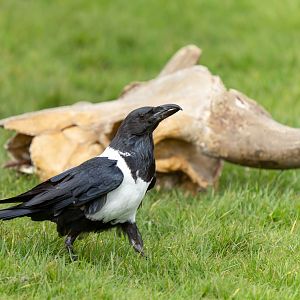 Pied crow, ZSL Whipsnade, UK