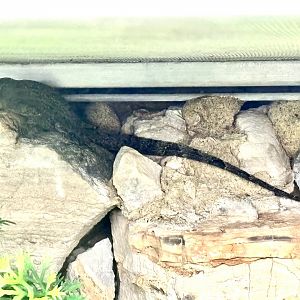 Lizard ID (image has been altered)