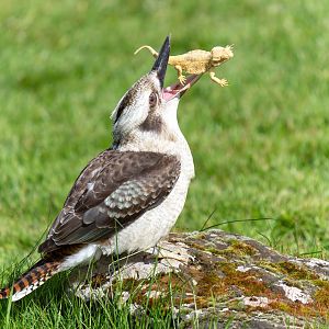 Kookaburra, ZSL Whipsnade, UK