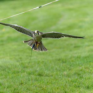 Lanner falcon, ZSL Whipsnade, UK