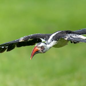 Red hornbill, ZSL Whipsnade, UK