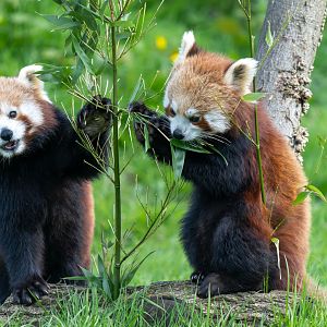 Red Panda cubs, ZSL Whipsnade