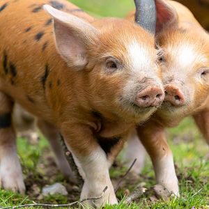 Oxford Sandy and Black piglets, ZSL Whipsnade, UK
