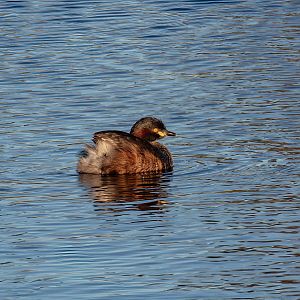 Australasian Grebe