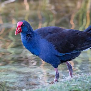 Australian Swamphen