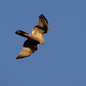 Brown Goshawk/ Collared Sparrowhawk
