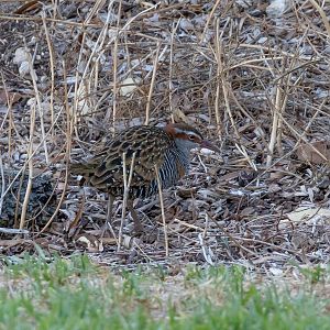 Buff-banded Rail