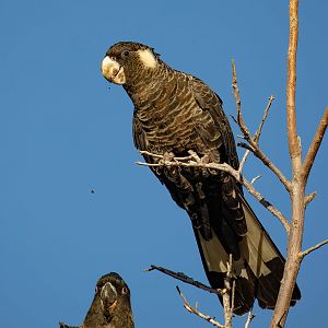Carnaby's Black Cockatoo