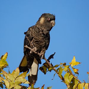 Carnaby's Black Cockatoo