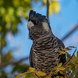 Carnaby's Black Cockatoo