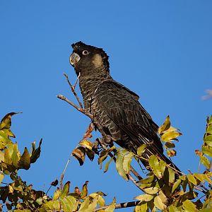 Carnaby's Black Cockatoo