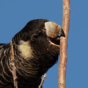 Carnaby's Black Cockatoo