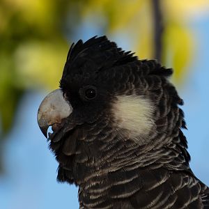 Carnaby's Black Cockatoo