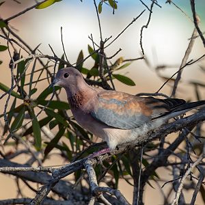 Laughing Dove