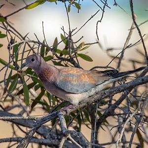 Laughing Dove