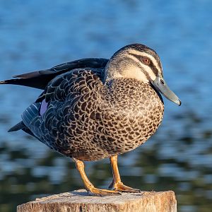 Pacific Black Duck