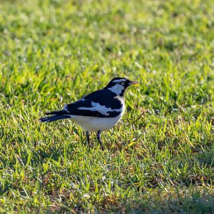Magpie-lark