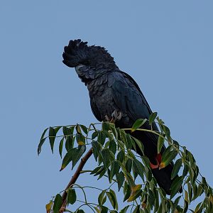 Red-tailed Black Cockatoo