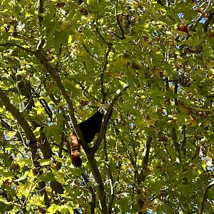 Red Panda in Tree