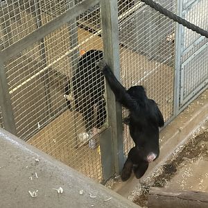 Chiku (Training Session)