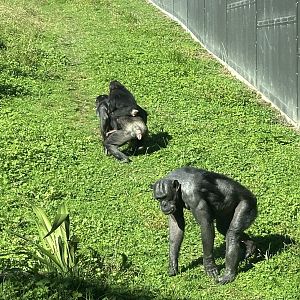 Female Chimpanzees