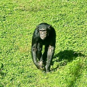 Chiku (Common chimpanzee)