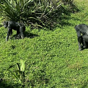 Luka and Lucifer (Brothers)