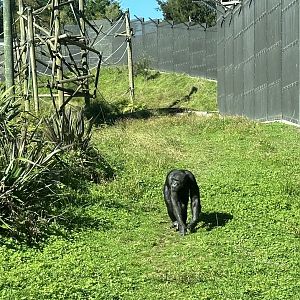 Lucifer (Common chimpanzee)