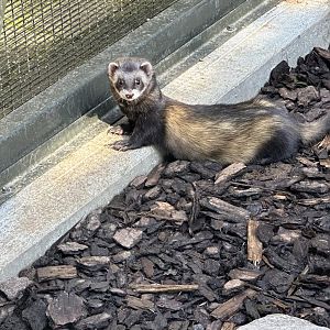 Ferret (Mustela furo)