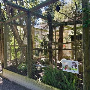 New Zealand Morepork Aviary