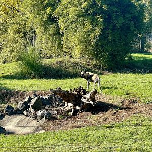 Romeo (African wild dog)