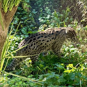Fishing cat (Prionailurus viverrinus)