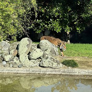 Sali (Sumatran tiger)