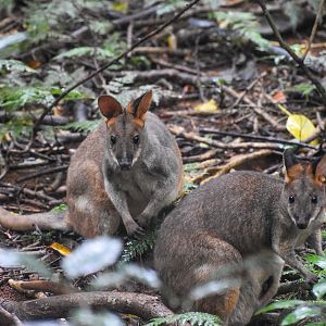Red-legged Padmelons