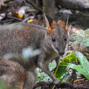 Red-legged Pademelon