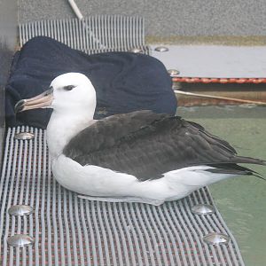 Black-browed Albatross