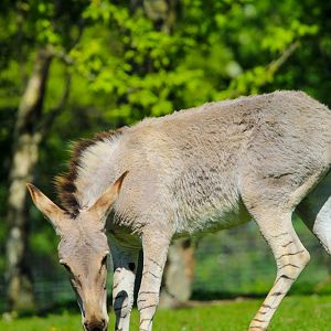 Somali Wild Ass