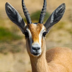 One of the 3 Saharan Dorcas Gazelle