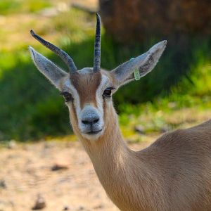 Saharan Dorcas Gazelle