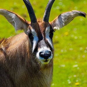 Roan Antelope