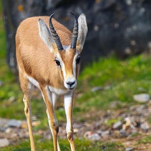 Saharan Dorcas Gazelle
