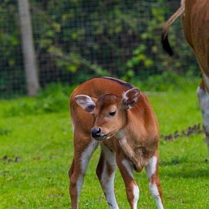 Javan Banteng Calf